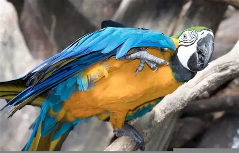 Why Do Parrots Dance and the Mysterious Charm of their Zest for Life